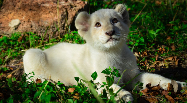 Animal World Snake Farm Zoo Welcomes Rare White Lion Cubs News With Attitude