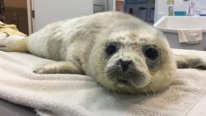 Ravioli the Harbor Seal Pup was Rescued and Received Treatment by a Marine Mammal Center in California