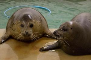 Rescued Harbor Seal Pups Tomato and Ravioli are Settling in Well at Their New Home at Moody Gardens Aquarium Pyramid